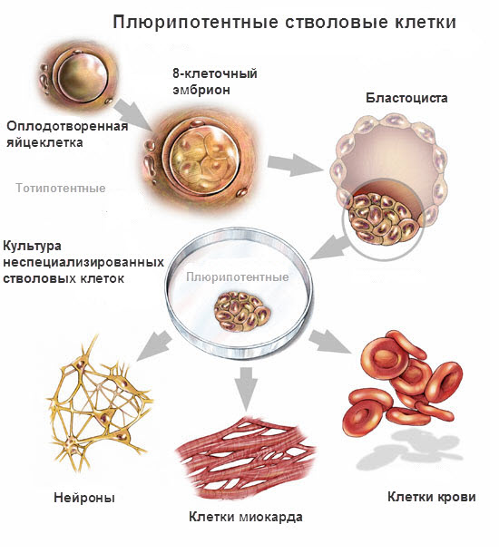 Стволовые клетки