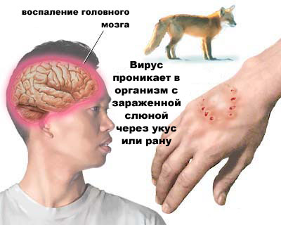 Болезни листьев фикуса и их лечение с фото