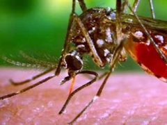генетически модифицированные комары