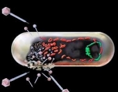 бактериофаги