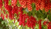 Лимонник китайский