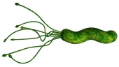 Helicobacter pylori